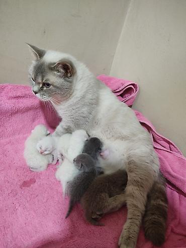 Pişiklər: Britan -da lalafo.az — 7 Pişiklər: Britan — 7