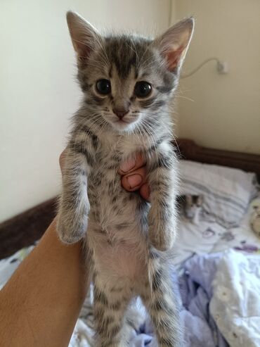 немецкая овчарка мальчик: Котята домашние, помёт разноокрасочный. На фото — несколько малышей: -