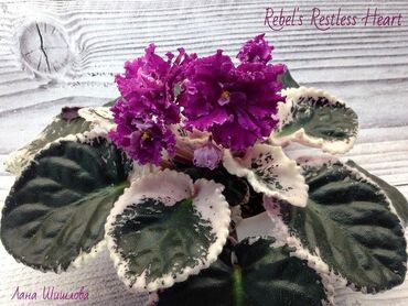 Otaq bitkiləri: 5 — 28