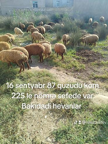 quzu satilir: Qoyun sürüsü satılır. - Ümumi say: 87 baş (quzulu kom) - Yer: Bakı — 1