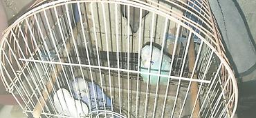 dalmatin satilir: Məhsul: Dalmatin (boz-ağ) və firuzəyi rəngli 2 ədəd dalğıc-budaqcı — 4