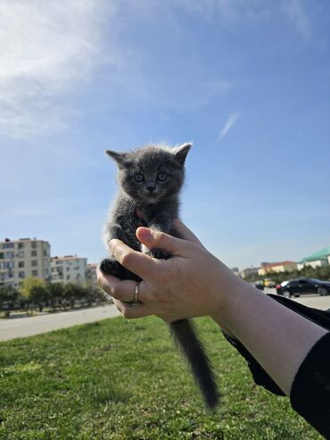 Коты: Ana sotlad ve ata pers ballari saglam ve temiz ballardi 05. 03.2024ci