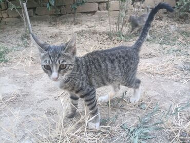 pişik sortları: Erkək, Yaxşı əllərə, Ünvandan götürmə lalafo.az -da pişik sortları: Erkək, Yaxşı əllərə, Ünvandan götürmə