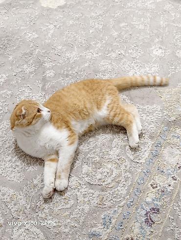 Кошки: Шотландский вислоухий кот, окраса рыжий табби с белым. Крупные круглые — 1