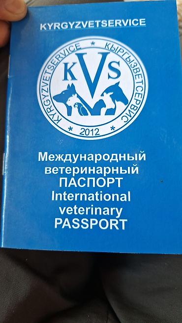 шенки овчарки: Щенки от пары овчарок Предлагаются щенки от рабочих родителей: - — 5