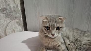 Pişiklər: Britain Şotland Bala Pişikler Satılır! 5 denedir 1ay 10gunluy — 17