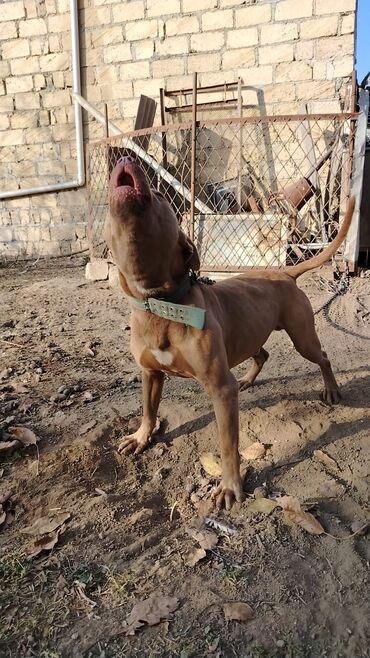 İtlər: Pitbul, 1 il, Erkek, Sənədli, Pulsuz çatdırılma — 1