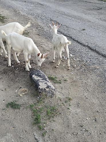 labrador satilir: Erkək, il: 3, Südlük, Ünvandan götürmə — 10