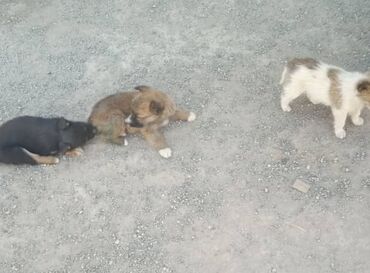 дратхаар щенки: Собака даром: Дратхаар, 2 месяца, Самец