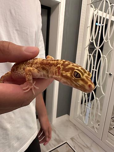 капли от блох: 🦎 Продается ящерица Эублефар с террариумом. Ящерица: 	•	Пол: Самец — 4