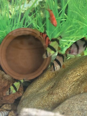 Balıqlar: Tanqanika baliklari hamsi birlikdə satlir 16 dənə Yekədirler -da lalafo.az — 6 Balıqlar: Tanqanika baliklari hamsi birlikdə satlir 16 dənə Yekədirler — 6