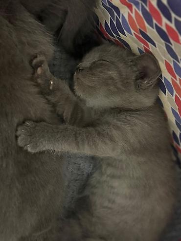 Продажа кошек: Скотиш Страйт (Шотландская прямоухая), 2 месяца, Девочка, Серый, Приучена к лотку, С документами — 3
