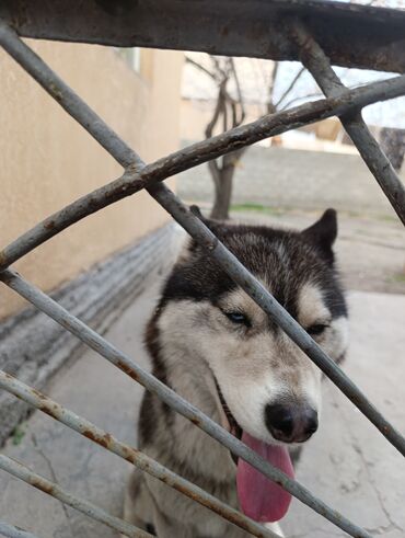 Продажа собак: Лайка, 9 месяцев, Самка