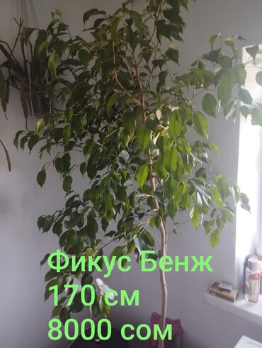 Другие комнатные растения: Продаю фикусы большие. р-н Зап автовокзал/Фучика. пишите