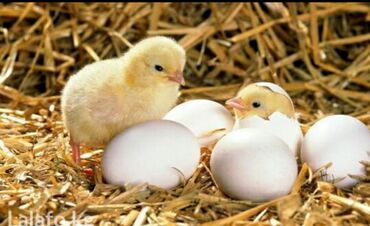 яйцо брама: Продаю яйца смеси породы Адлера и Брама по 30сом