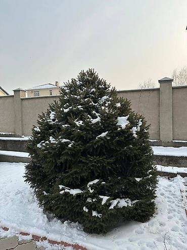 Декоративные деревья: Саженцы деревьев: Ели, Самовывоз — 10