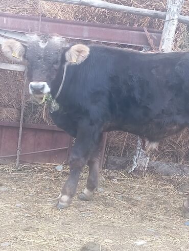 сельскохозяйственные животные продажа: ПРОДАМ БЫЧОК ПОРОДЫ МАТЬ БЫЧКА ПОРОДА ЕСТЬ МОЛОЧНЫЕ КРОВЕЙ КАМУ