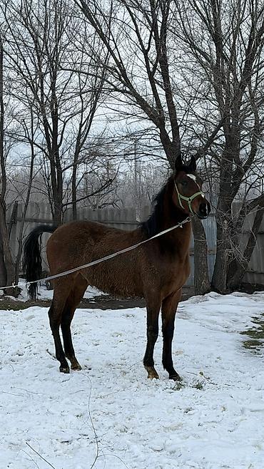 Лошади, кони: Продаю | Жеребец | Для разведения — 5