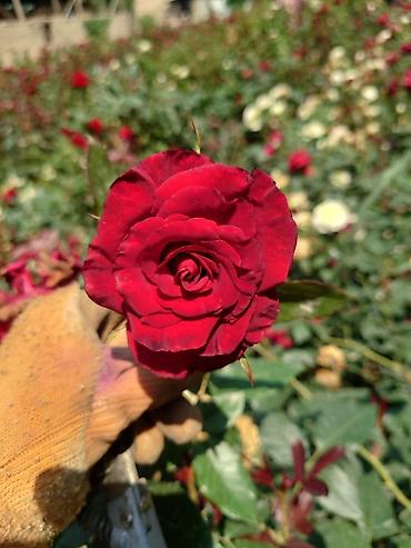 Роза: Роза цена договорная - Крупный махровый бутон классической формы — 1