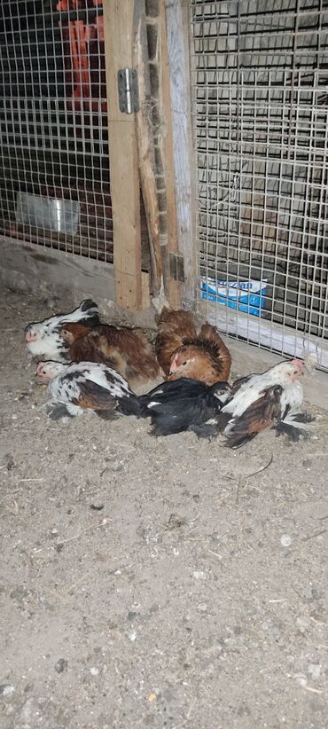 домашняя птица: Продаются цыплята карлики три петушка и одна курочка