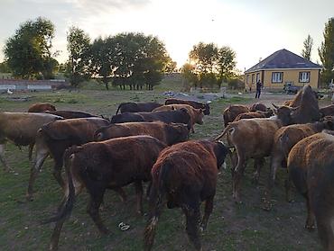 Коровы, быки: Продаю | Бык (самец) — 11