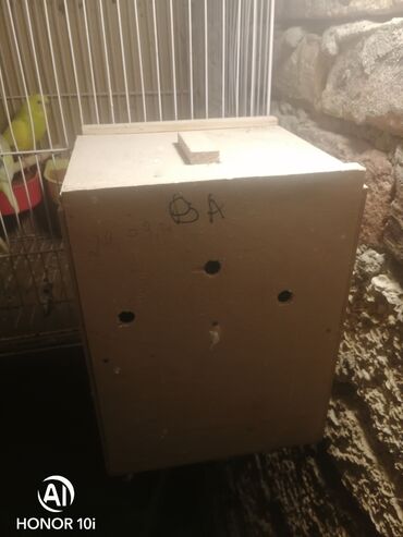 rottweiler balasi satilir: Salam papuqaylar satilir hazir cut altinda balasi var bala yeme dusub
