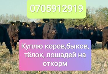 жаны асый: Сатып алам | Уйлар, букалар, Жылкылар, аттар | Борго байлап семиртилген, Өзү алып кетүү, Союуга, этке