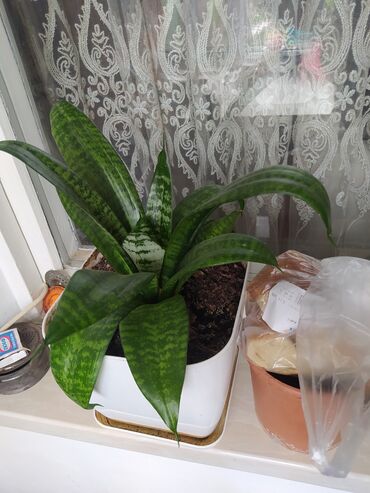 Otaq bitkiləri: Sansevieria bitkisi, otaqlara təbii gözəllik və hava təmizləmə