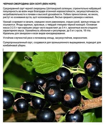 Карагат: Продаются саженцы черной и золотистой смородины (Капитан)! Черная — 5