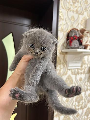 Кошки: Шотландская — 7
