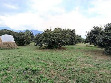tap az resulzade qesebesi: 250 sot, Tikinti, Mülkiyyətçi, Kupça (Çıxarış) — 4
