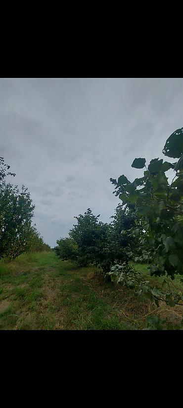 Torpaq sahələrinin satışı: 1 sot, Kənd təsərrüfatı — 6