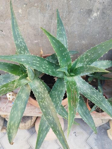 mal dili bitkisi: Aloe gülləri satılır böyük və balaca qablarda