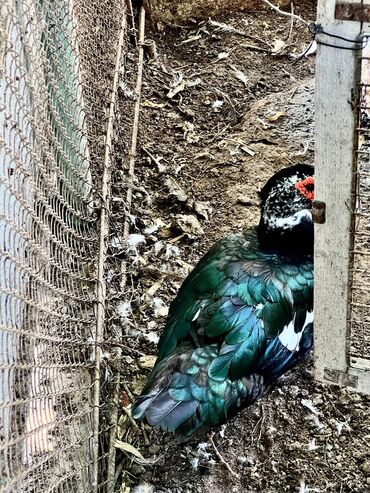 Qazlar: 🦆 🦢 ördək və qaz satılır! ✅ tam sağlam, ev şəraitində bəslənmiş — 4