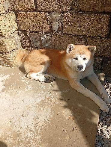 balaca dovsan: Akita-inu, 7 ay, Erkək, Peyvəndli, Ünvandan götürmə — 1