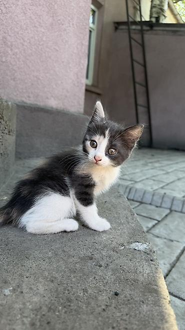 Котёнок 2 месяца, девочка, есть 1 прививка. ищем заботливую