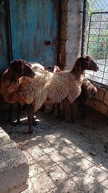 balın kilosu: Ana nala 1.ci qarin bala disi. qirmizi qoyun 2 ci qarina bogaz. qumral — 3