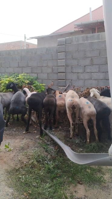 отдам даром вислоухого котенка: Семиз кой козулар сатылат базар баада район АК Ордо телефон звоните в