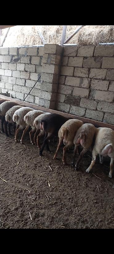 qoyun sekilleri: Hər çəkidə qurbanlıq quzularmız çıxdı satşa isdeyenler önceden sfariş — 3