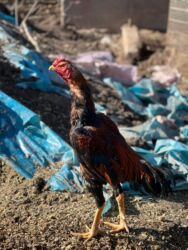 куплю свиней живым весом срочно: Сатам | Короздор | Тебиштирүүчү | Көбөйтүү үчүн, Тебиштирүү үчүн