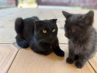 простые птички: Черные кошки (взрослая и котенок) с короткой шерстью. Взрослая кошка — — 2