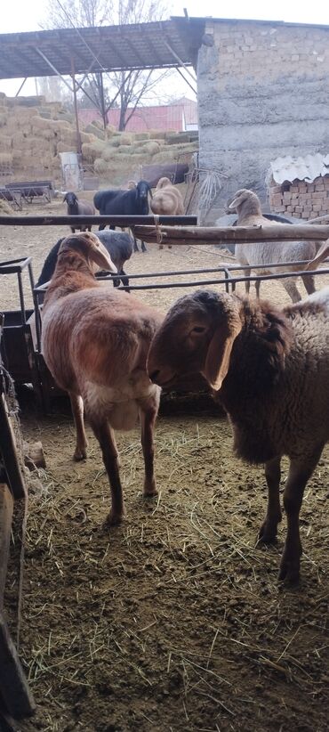 Бараны, овцы: Продаю | Баран (самец) | Полукровка | Осеменитель — 6