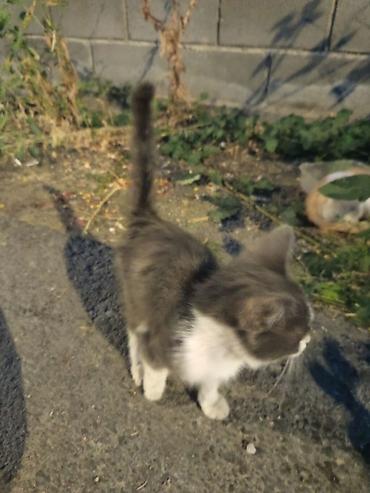 кошка породистые: Отдам в добрые руки трех котят. Описание: - Возраст: ориентировочно — 3