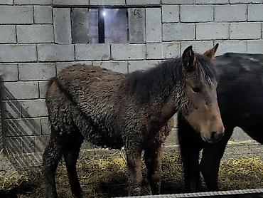 Лошади, кони: Продаю | Кобыла (самка) | Для разведения — 4