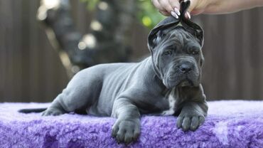 Psi: Ako tražite vernog člana porodice, obratite se nama i postanite — 17