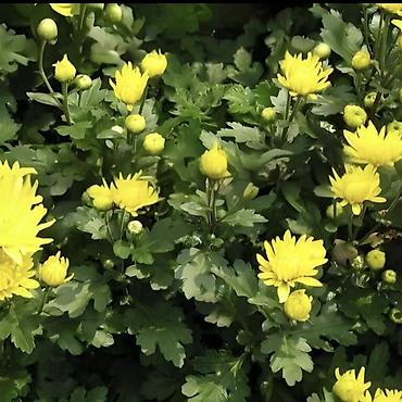 Хризантема: Продается хризантема мультифлора и корейская. Подростки. По 80 сом — 6