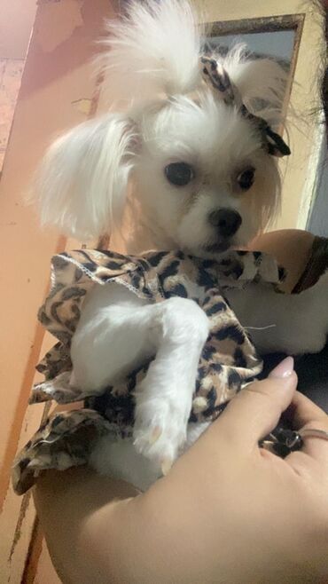 собаку в добрые руки: Maltez balonka Dişidi