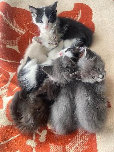 кошки шотландские: Очаровательные котята, помёт из нескольких окрасов: - дымчатые серые — 1