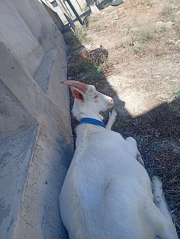 Salam erkey Saanen dir aktiv heyvandir satılır isdəyən olsa lalafo.az -da Salam erkey Saanen dir aktiv heyvandir satılır isdəyən olsa