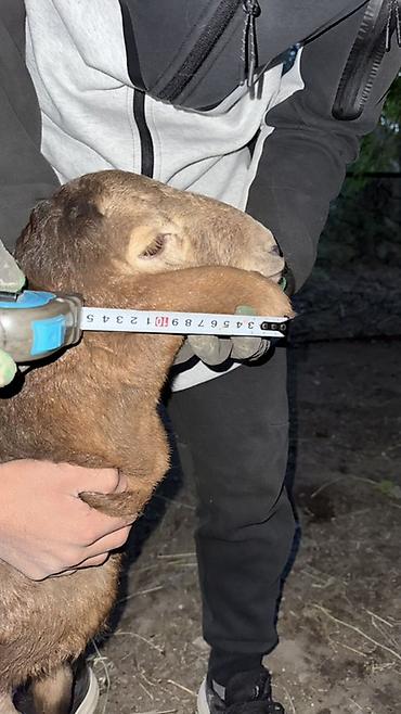 Баран, овца: Продаю | Овца (самка), Ягненок, Баран (самец) | Арашан | Для разведения — 10